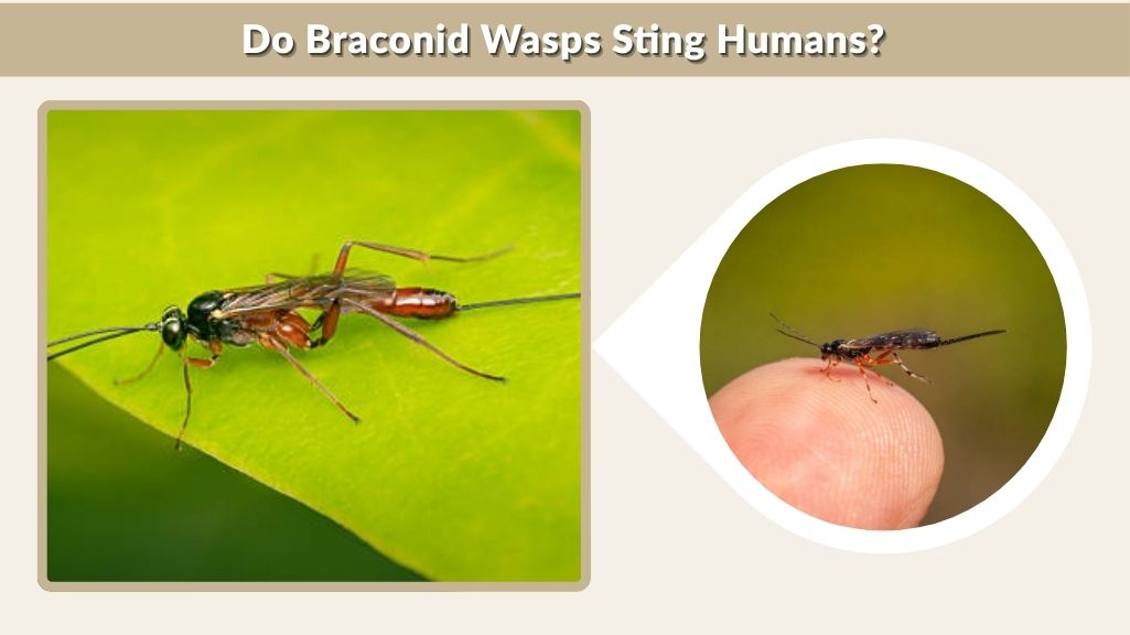 Do Braconid Wasps Sting Humans?
