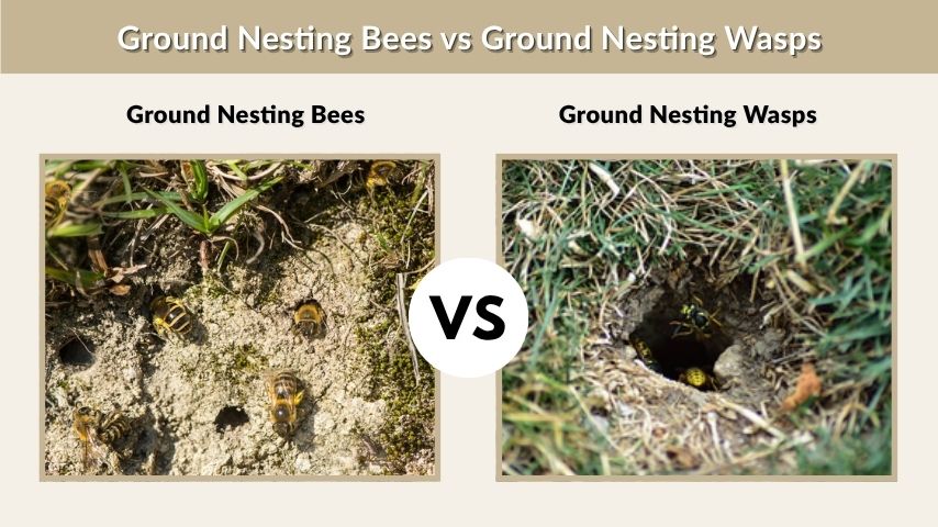 Ground Nesting Bees vs Ground Nesting Wasps