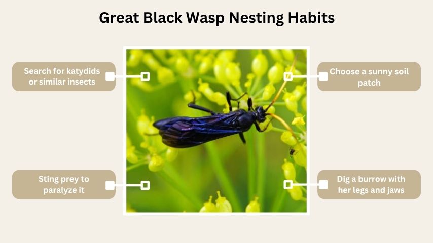 Great Black Wasp Nesting Habits