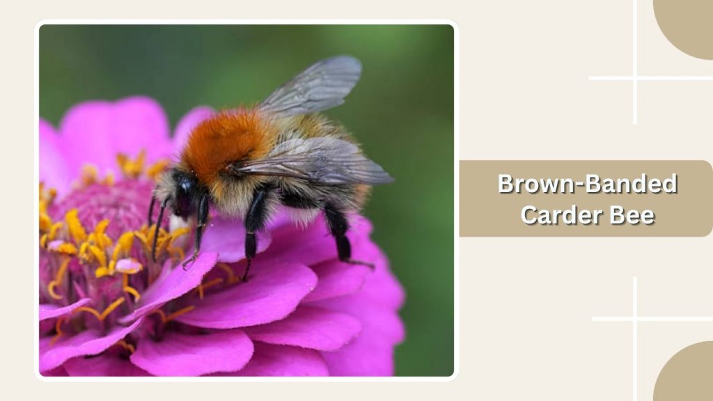 Brown-Banded Carder Bee