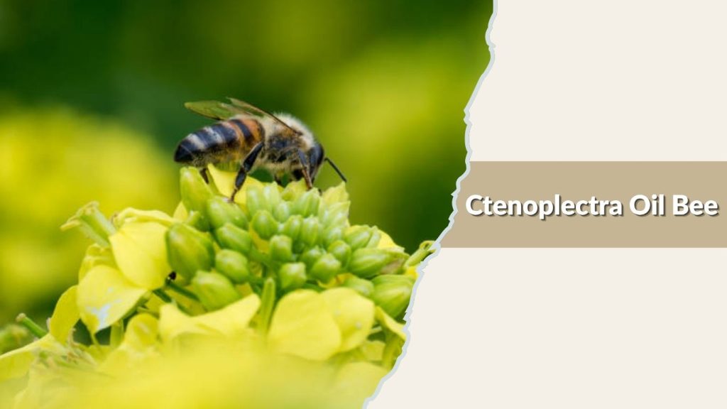 Ctenoplectra Oil Bee