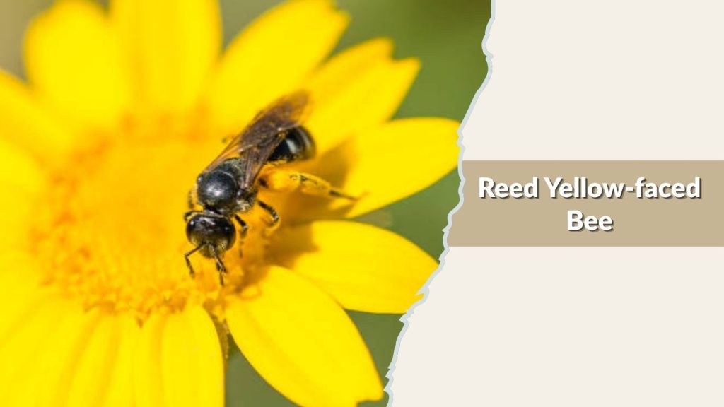 Reed Yellow-faced Bee