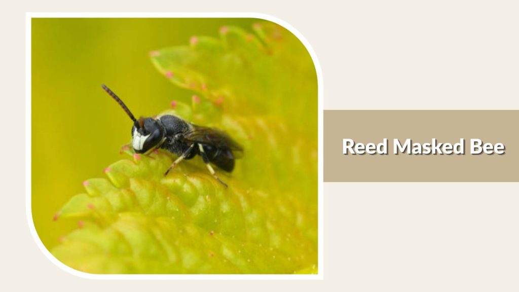Reed Masked Bee