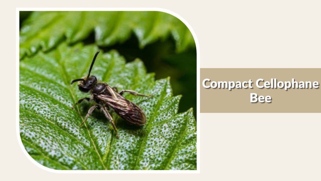 Compact Cellophane Bee