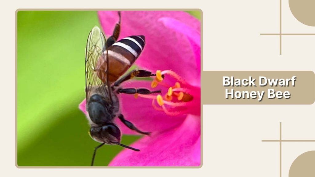 Black Dwarf Honey Bee