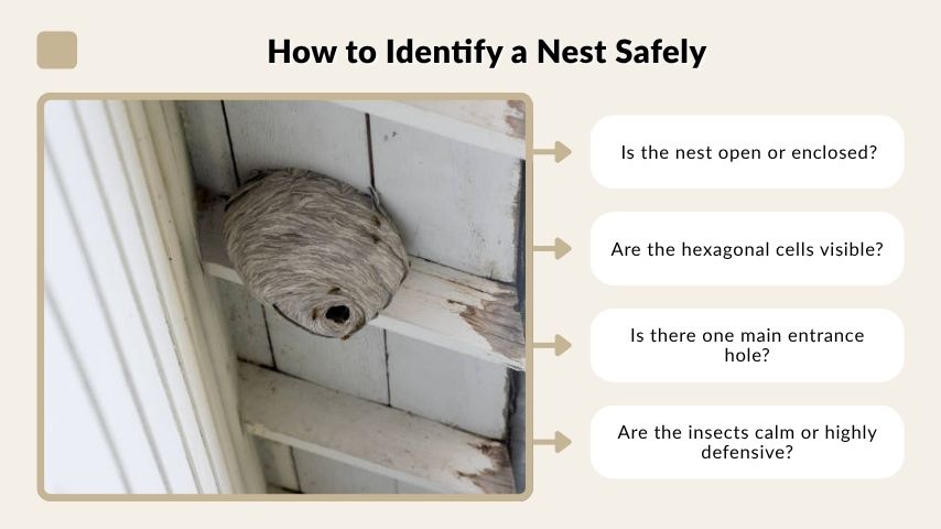 How to Identify a Nest Safely