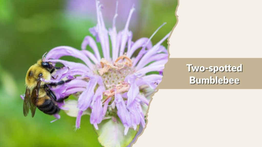 Two-spotted Bumblebee