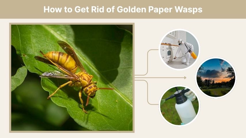 How to Get Rid of Golden Paper Wasps