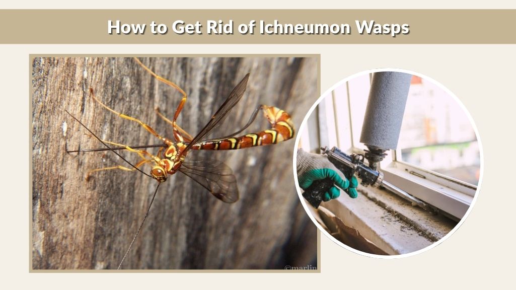 How to Get Rid of Ichneumon Wasps