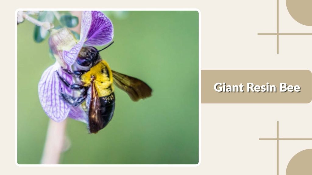 Giant Resin Bee