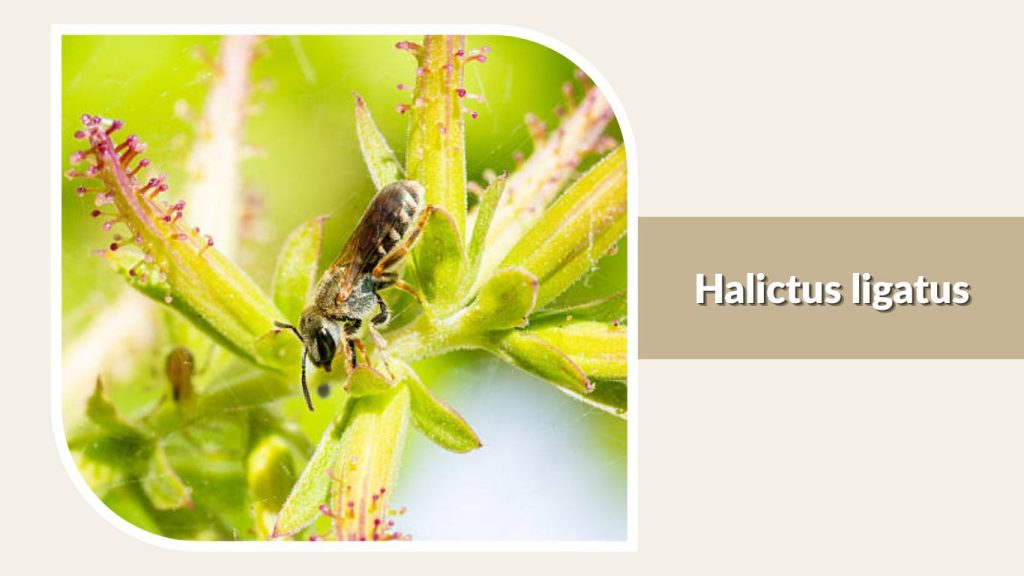 Halictus ligatus