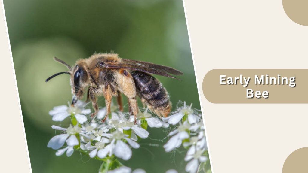  Early Mining Bee