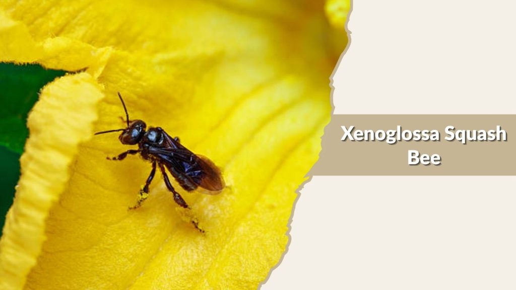  Xenoglossa Squash Bee