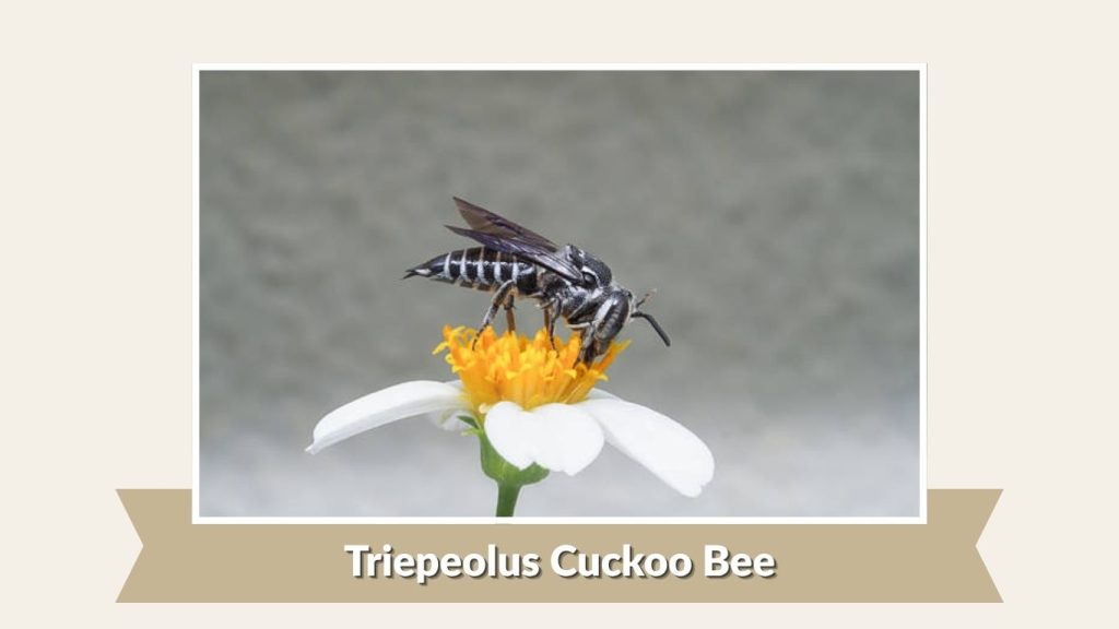  Triepeolus Cuckoo Bee