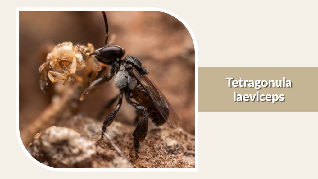 Tetragonula laeviceps