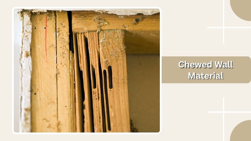  Chewed Wall Material