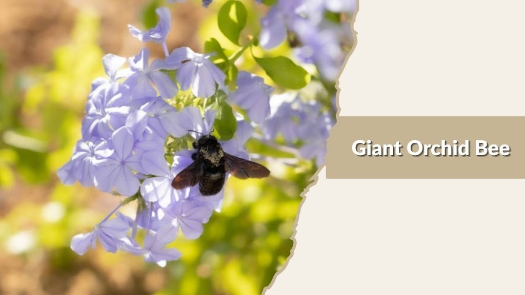 Giant Orchid Bee
