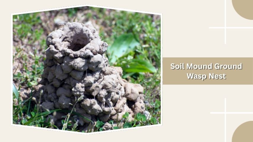 Soil Mound Ground Wasp Nest