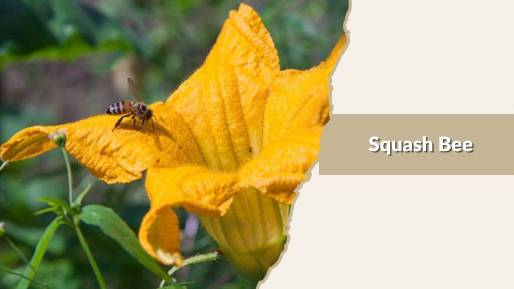 Squash Bee