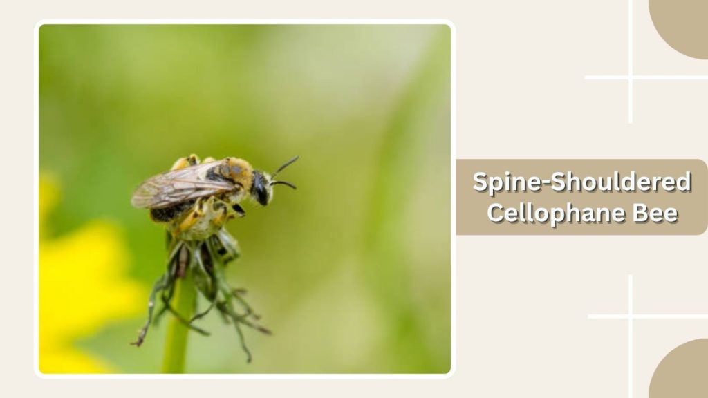 Spine-Shouldered Cellophane Bee