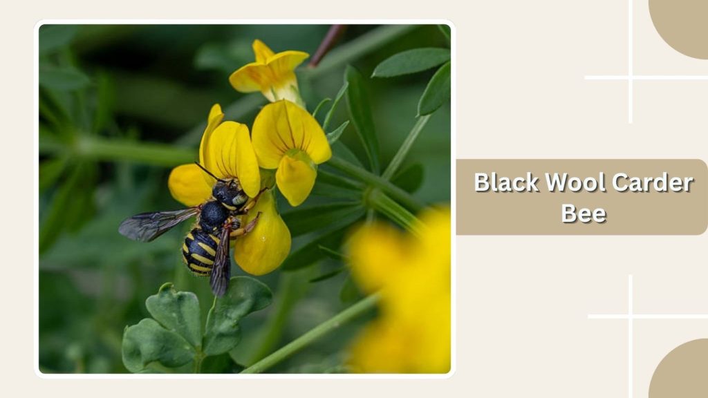Black Wool Carder Bee