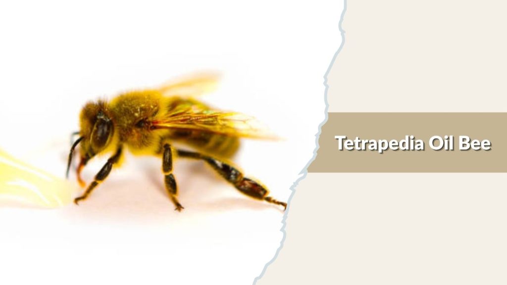 Tetrapedia Oil Bee