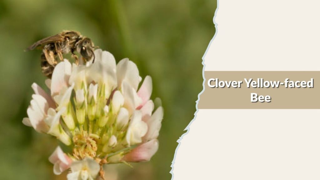 Clover Yellow-faced Bee