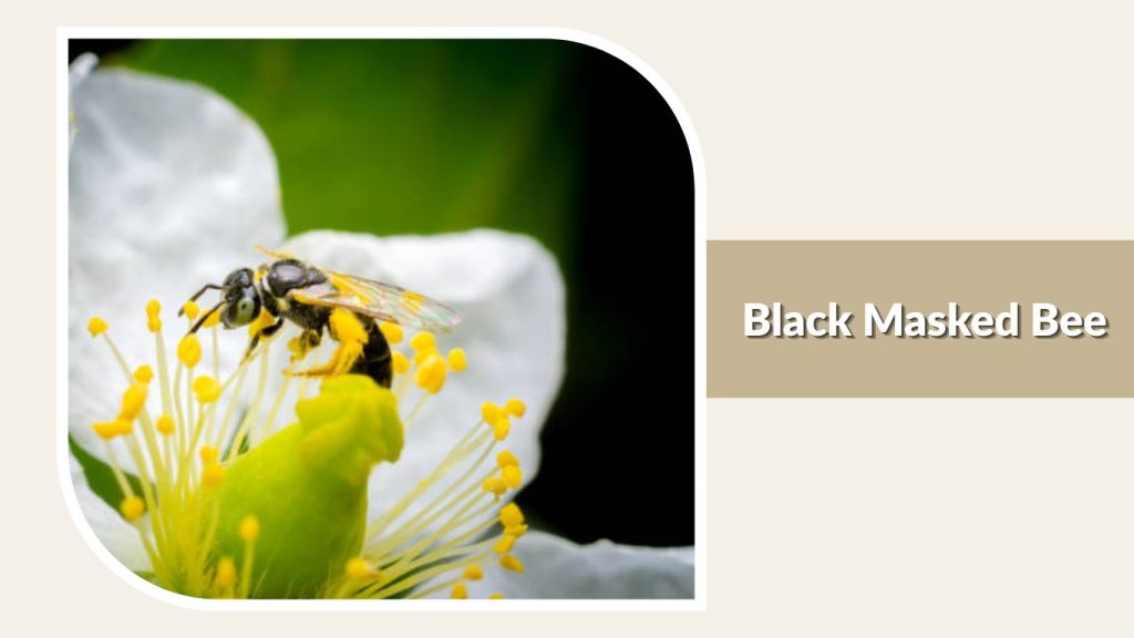 Black Masked Bee