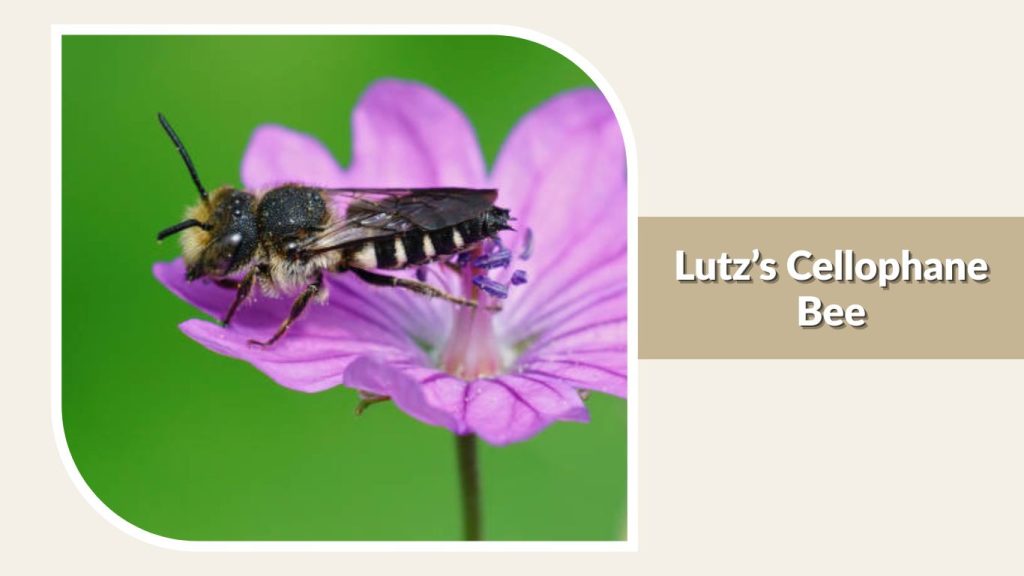 Lutz’s Cellophane Bee