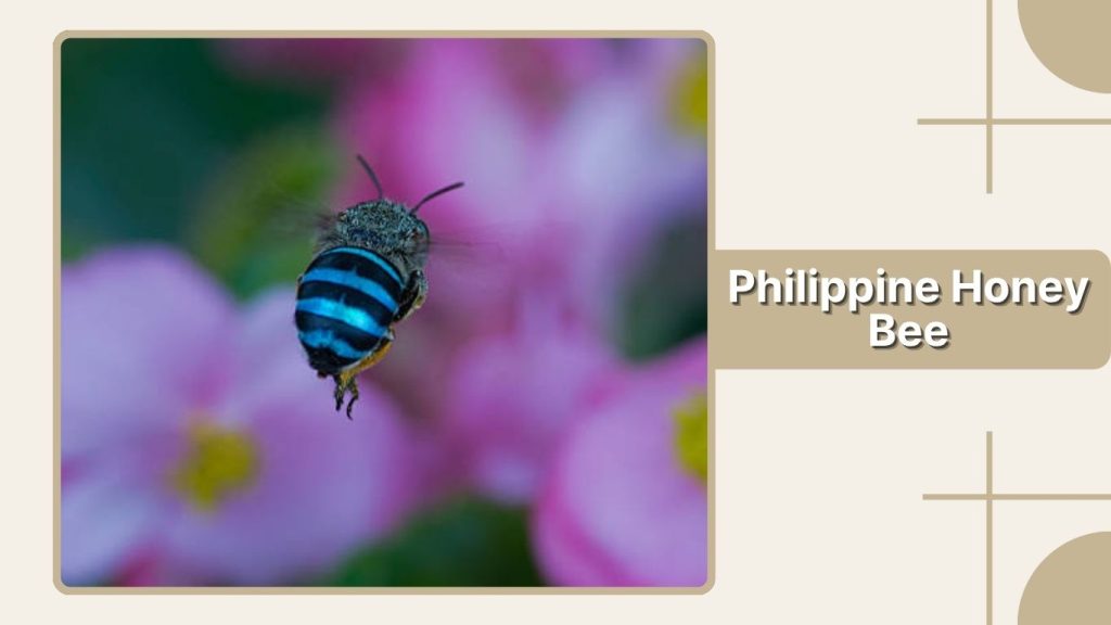 Philippine Honey Bee