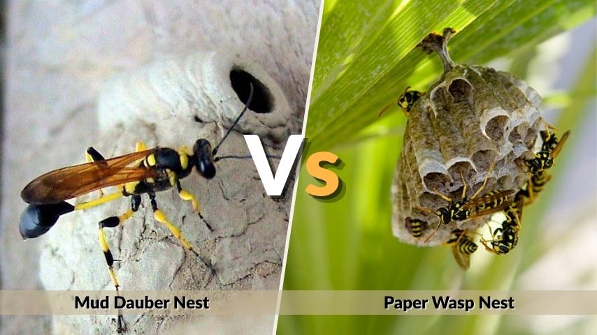 Mud Dauber Nest vs Other Wasp Nests