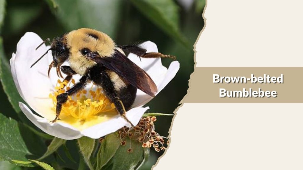 Brown-belted Bumblebee