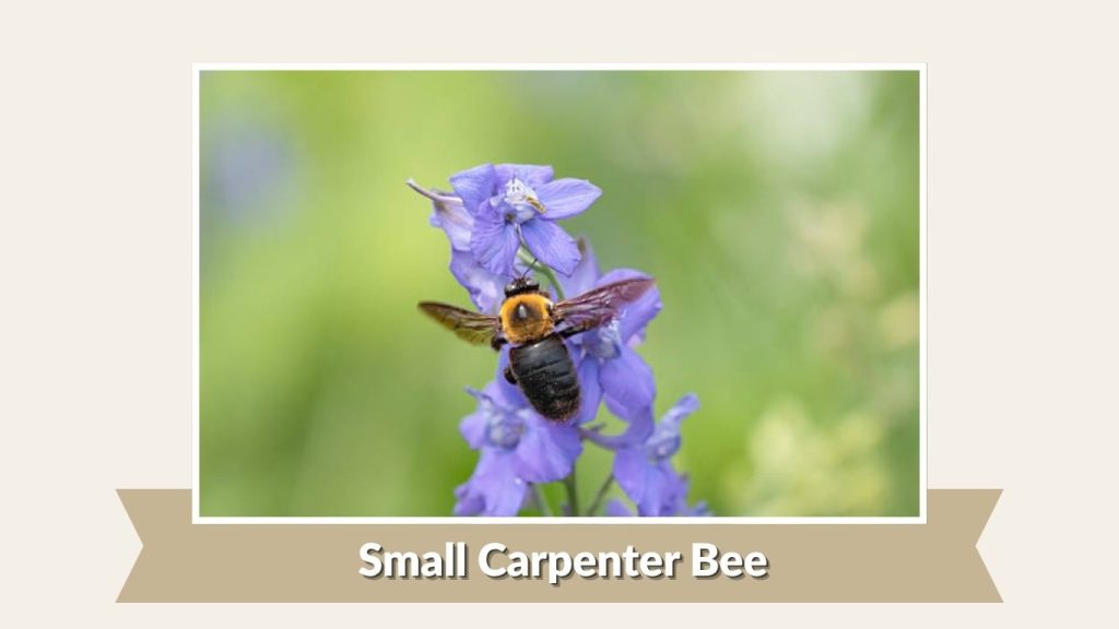 Small Carpenter Bee