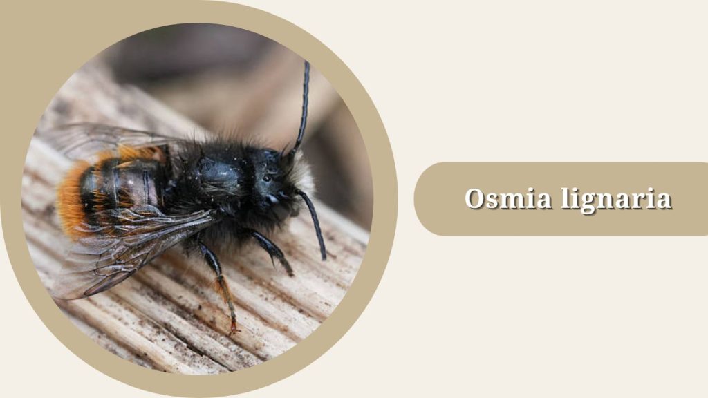 Osmia lignaria