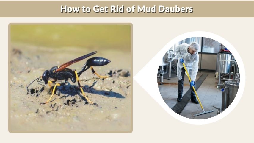 How to Get Rid of Mud Daubers