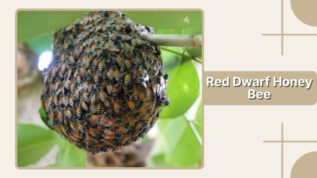 Red Dwarf Honey Bee