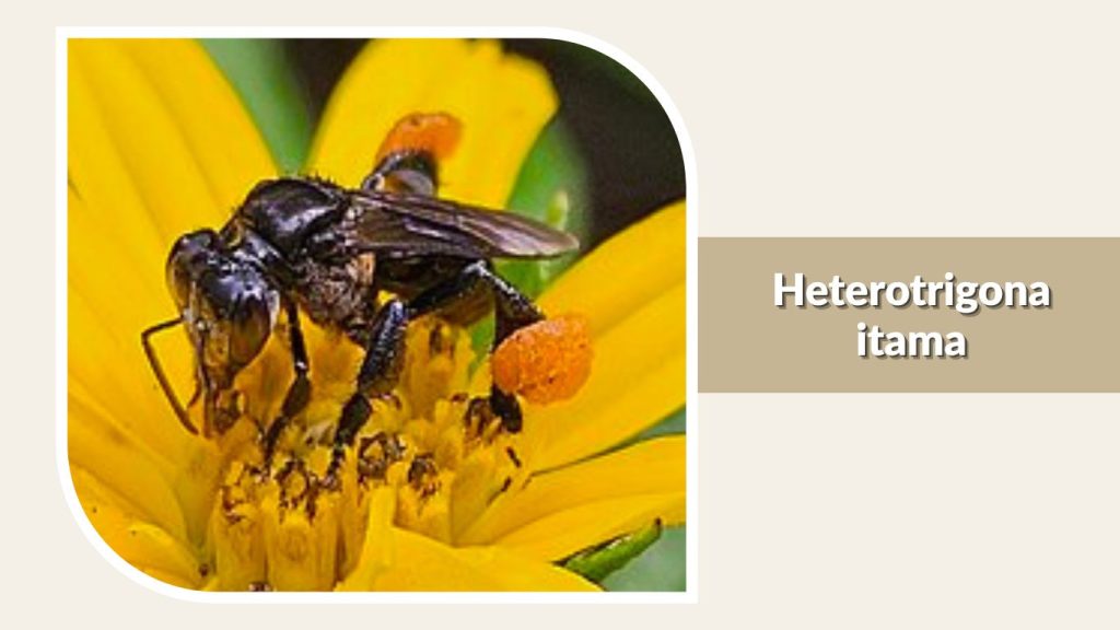 Heterotrigona itama