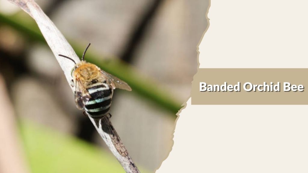 Banded Orchid Bee