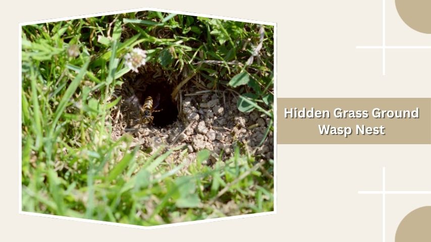 Hidden Grass Ground Wasp Nest
