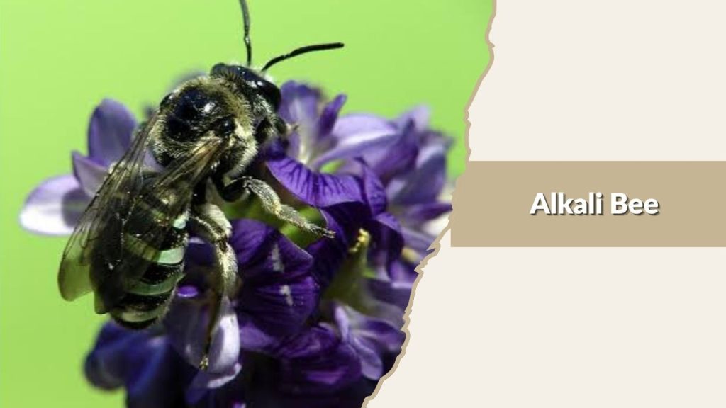 Alkali Bee