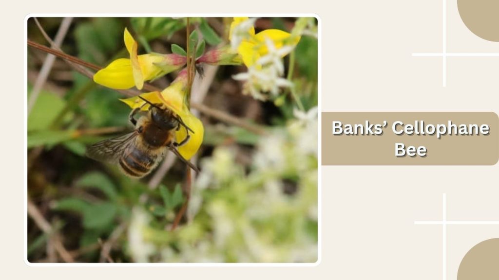 Banks’ Cellophane Bee