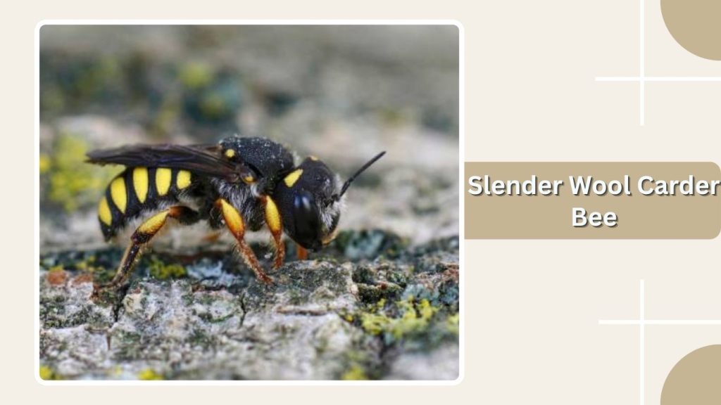 Slender Wool Carder Bee