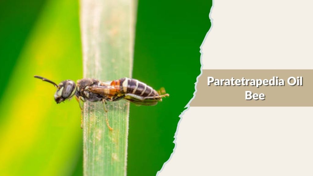 Paratetrapedia Oil Bee