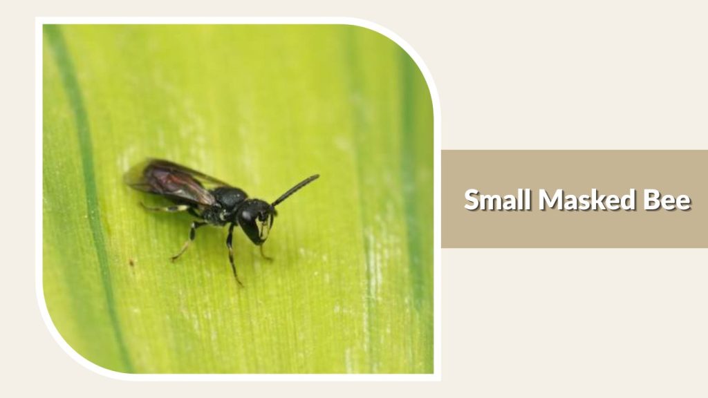 Small Masked Bee