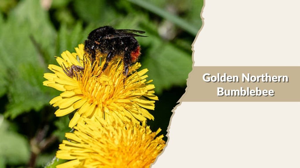Golden Northern Bumblebee