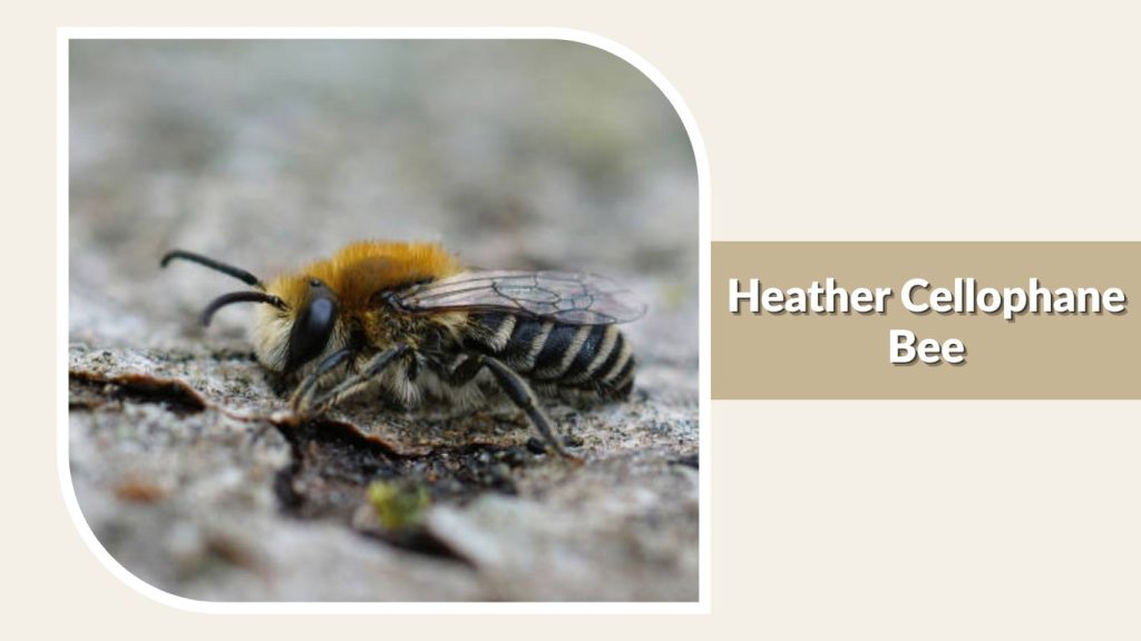 Heather Cellophane Bee