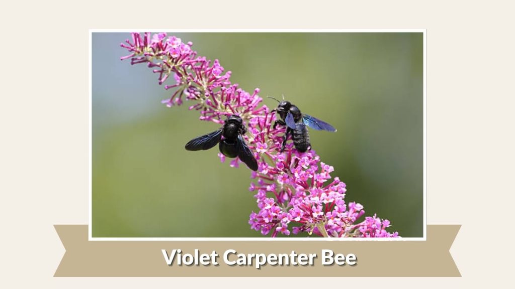 Violet Carpenter Bee
