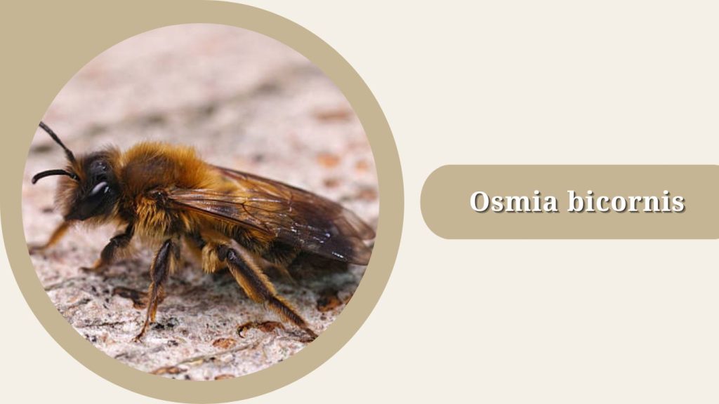 Osmia bicornis
