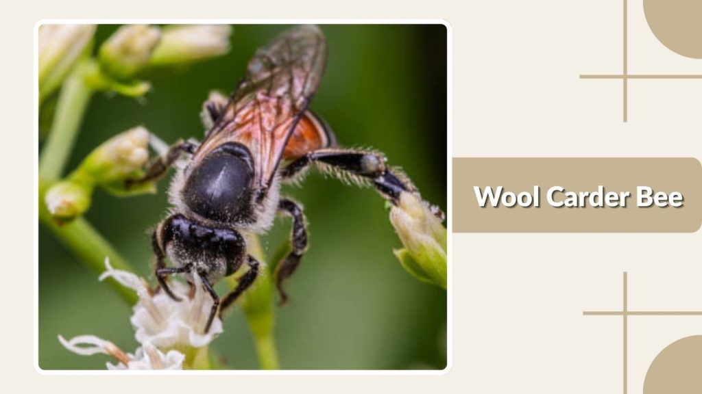 Wool Carder Bee