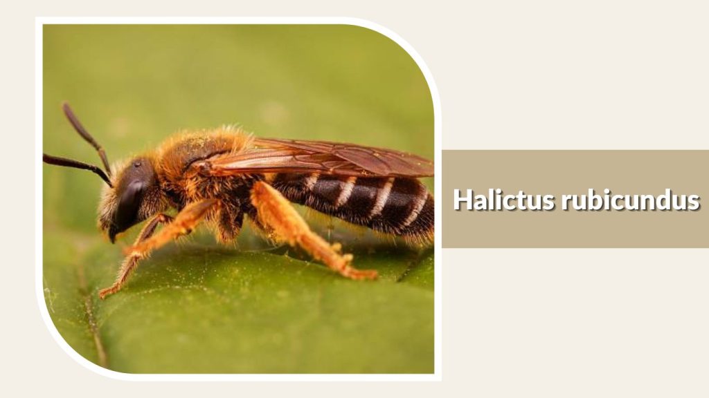 Halictus rubicundus